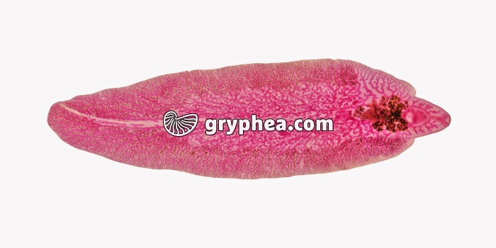 Petite douve du foie - ver parasite - Fasciola hepatica - individu entier x1,5 - gryphea.com